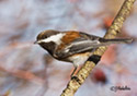 Parus rufescens